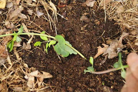 Laying down stem so it's contact with the soil