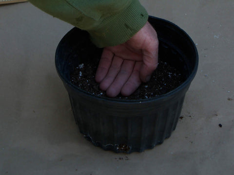 Pressing seed sowing medium down with hand