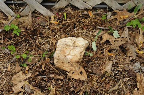 Rock on top of the vine stem