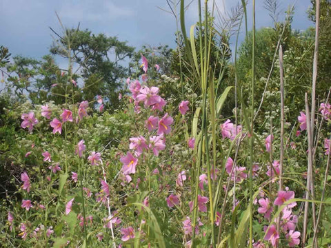 Seashore mallow flowering wild in a North Carolina salt marsh