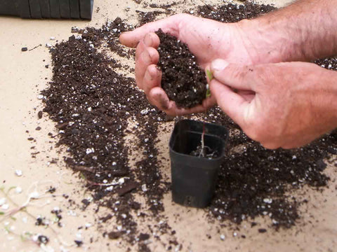 Potting up milkweed seedlings