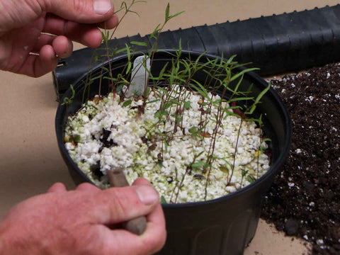 Transplanting milkweed seedlings from seed pot