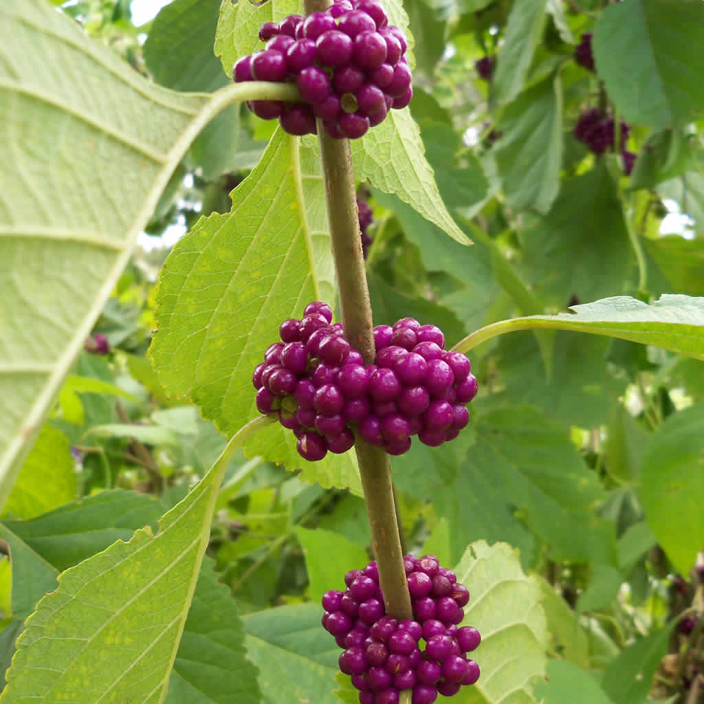 American Beautyberry | Callicarpa americana | Growing Wild ...