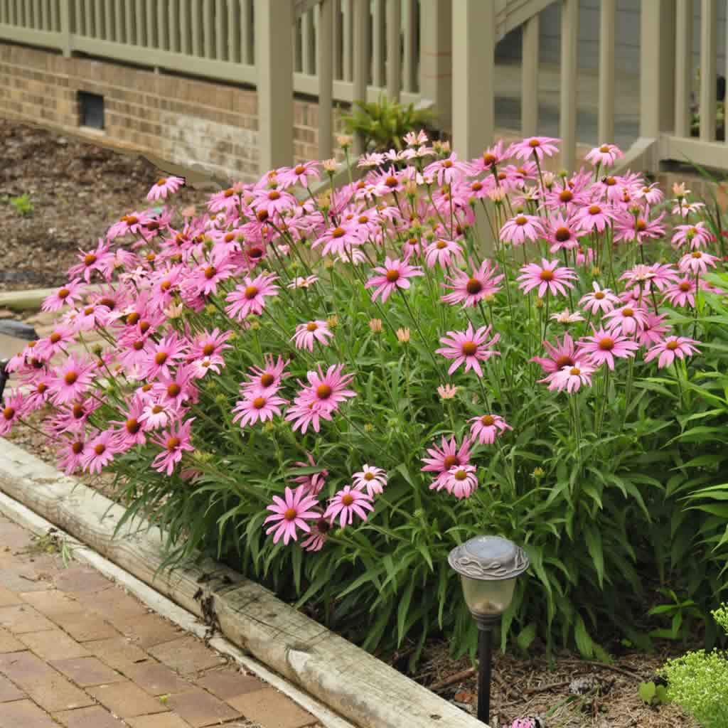 purple coneflower seedlings planting in fall in zone 6