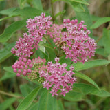 Swamp Milkweed Plants for Sale Online | Growing Wild Nursery