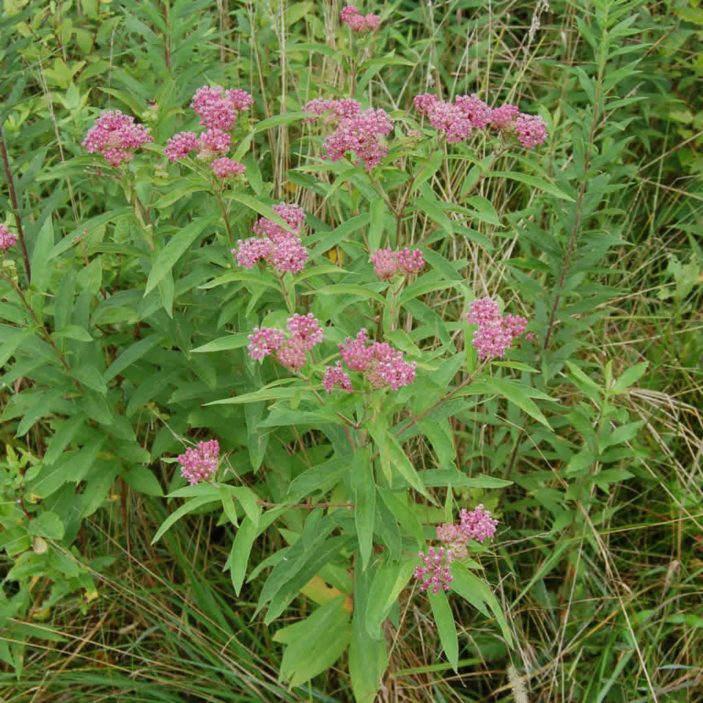 Swamp Milkweed Plants for Sale Online Growing Wild Nursery