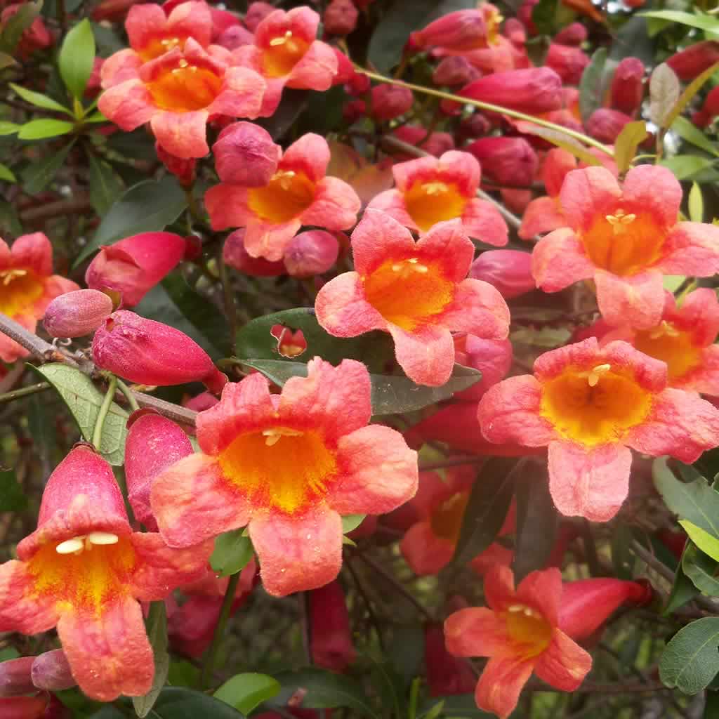 tangerine beauty crossvine for sale