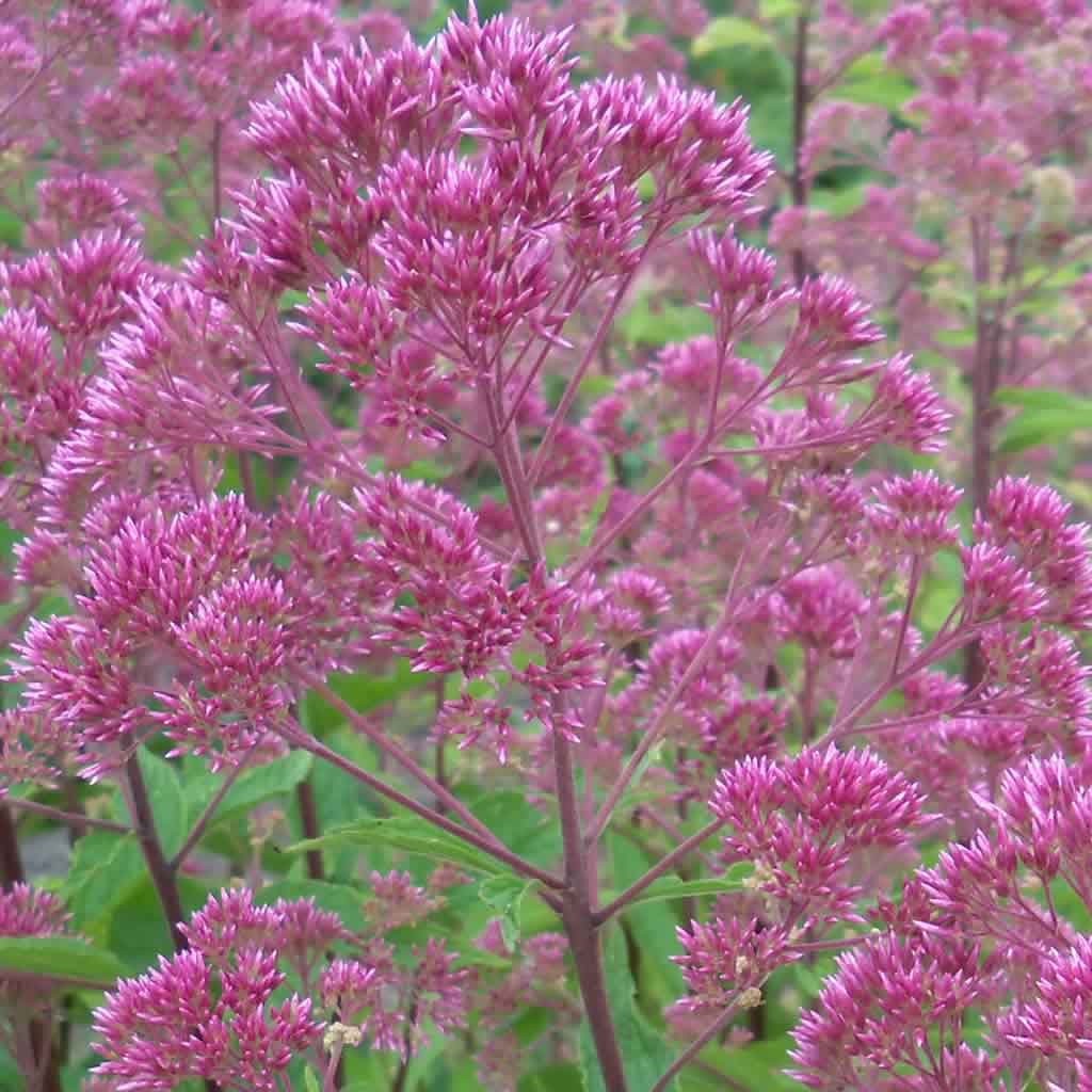 tall weeds with purple flowers