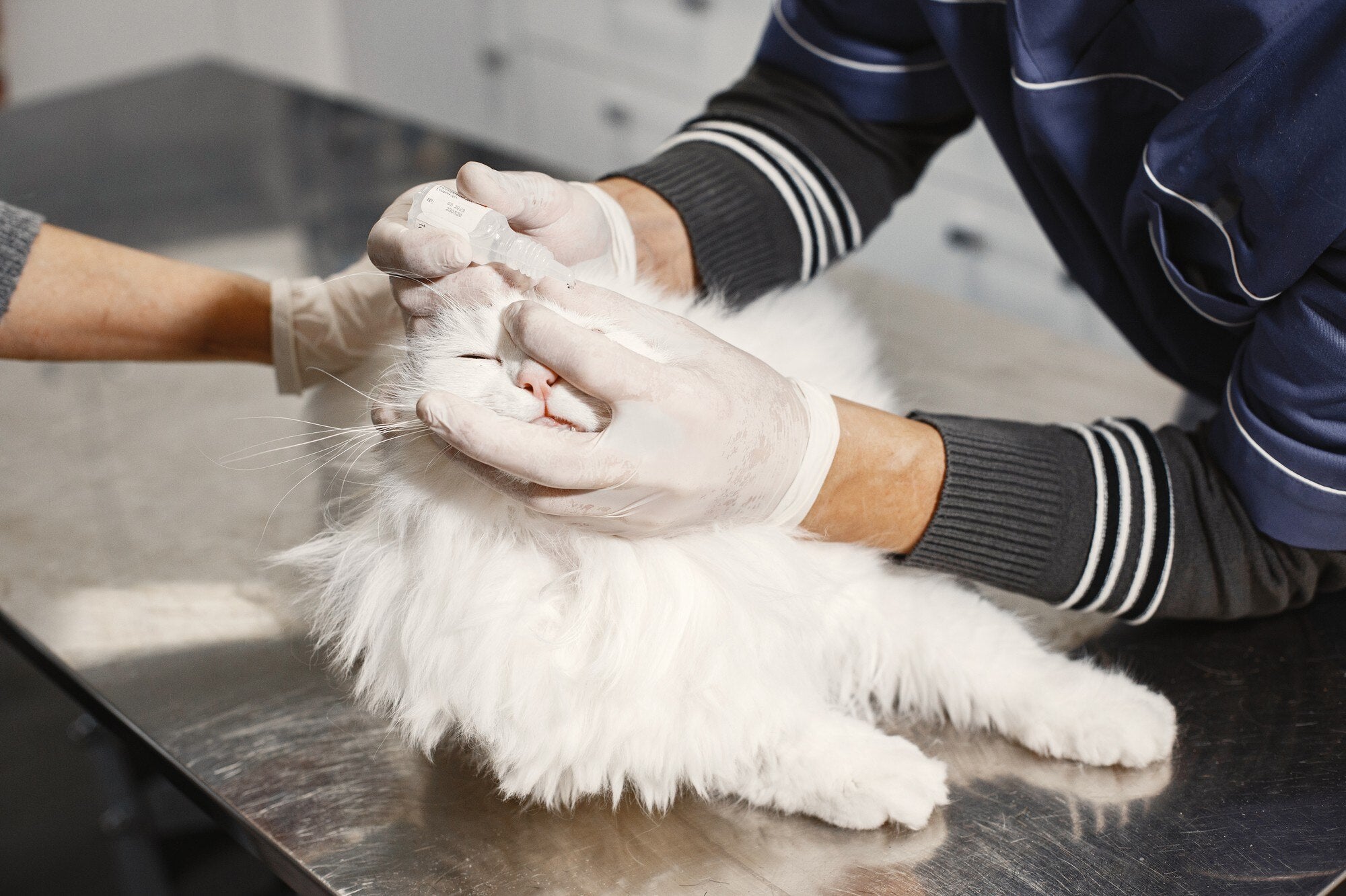 veterinary gloves cats