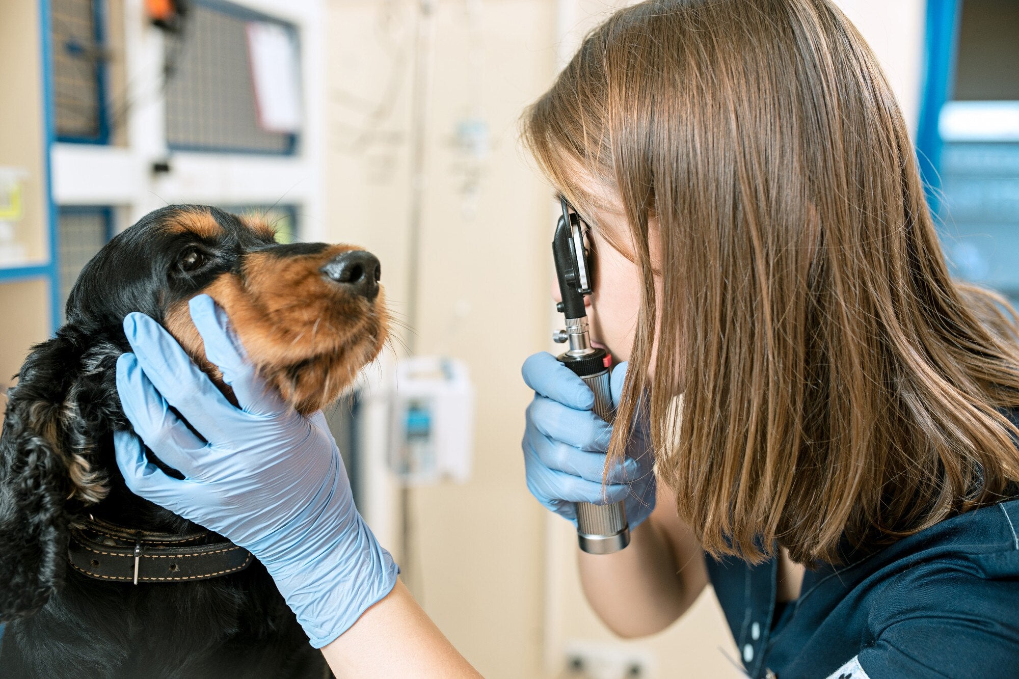Choosing pet gloves veterinary