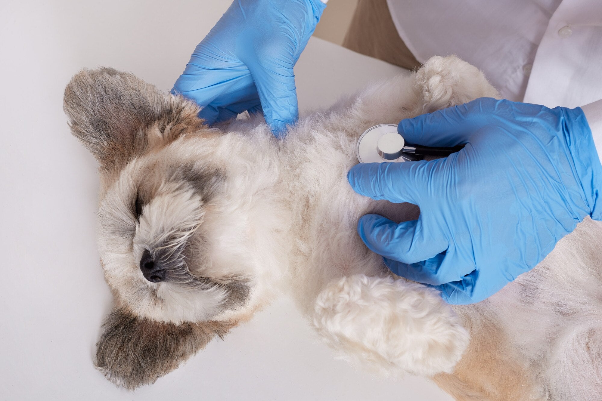 puppy veterinary gloves
