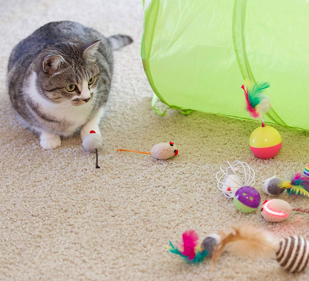 best cat toy ever