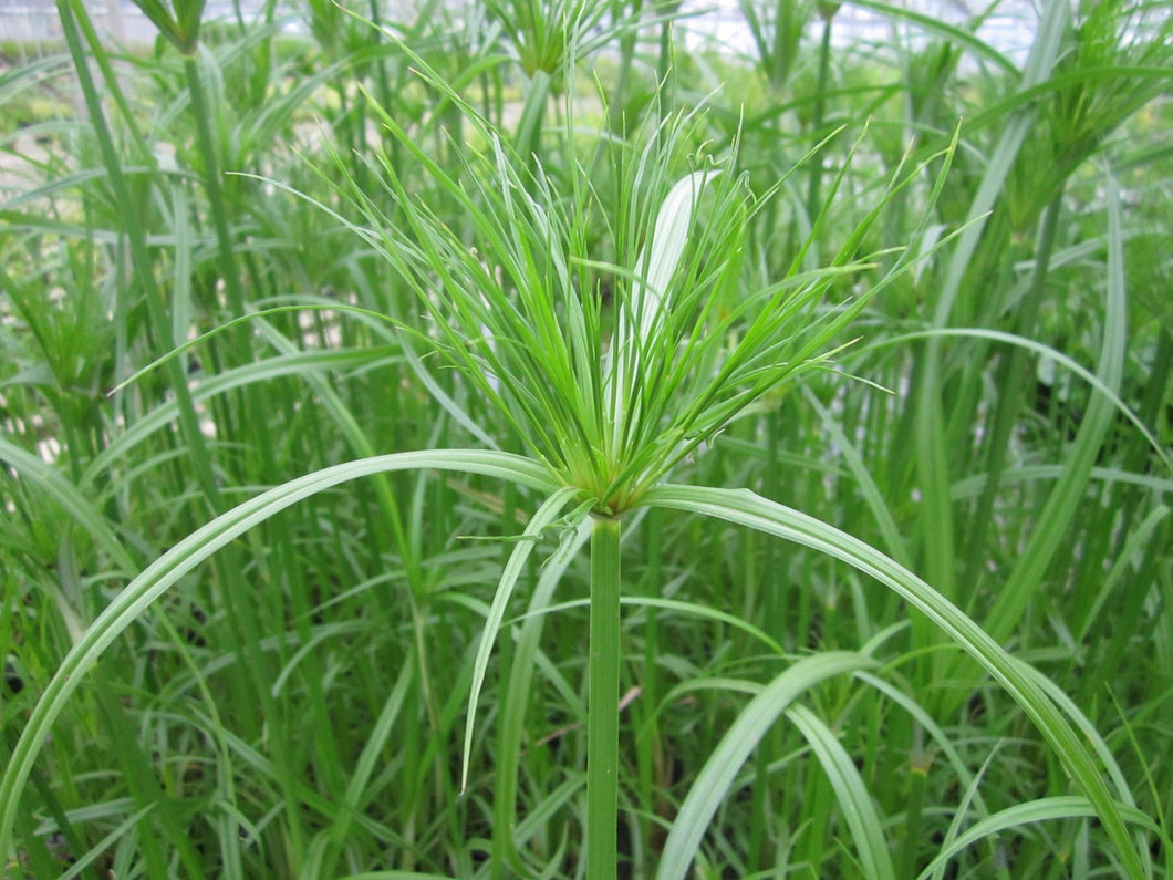 Cyperus Papyrus Egyptian Paper Rush Plants And Garden