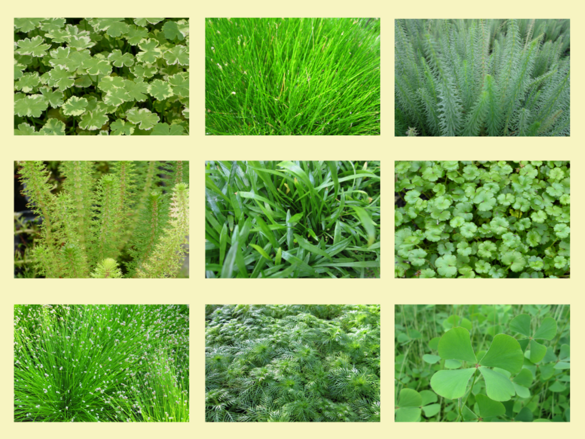 Oxygenating collection - Buy Pond Plants Online – Plants and Garden