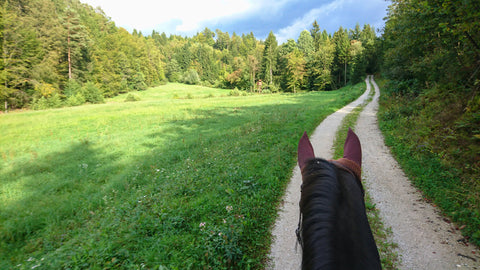 View from horseback of road heading towards right into the woods, green grassy field and forest to left