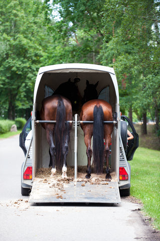 rear view of open bumper pull horse trailer. The ramp is down and you can see the tails of two horses loaded inside. The trailer is parked on a roadway, with grass and trees to the right.