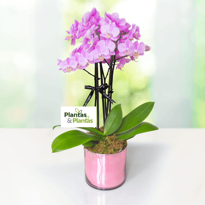 Orquídea Multiflora - Dendrobium Mini - 3 tallos - — Ponch' & Capricó