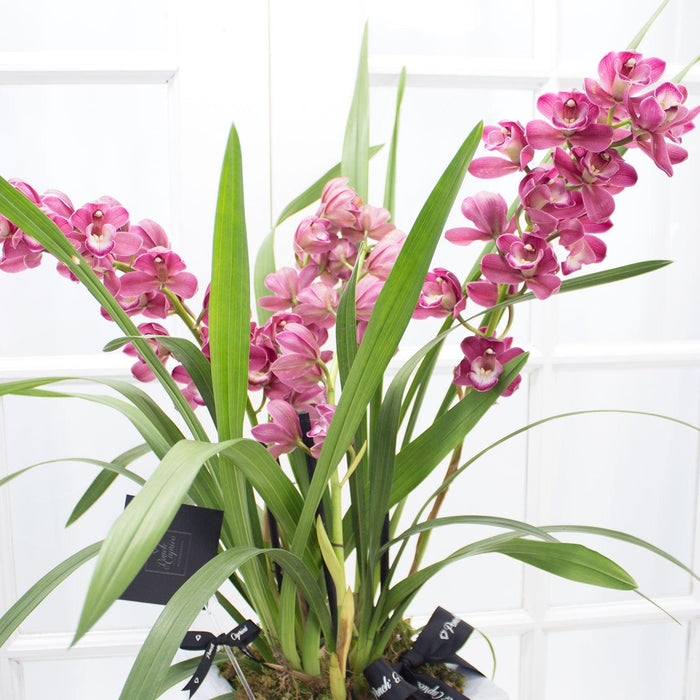 Cymbidium Orquídea -Magenta- — Ponch' & Capricó