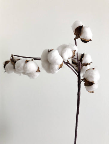 cotton buds on stem