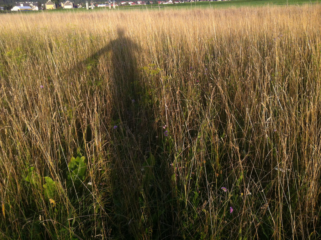 Senca na travniku