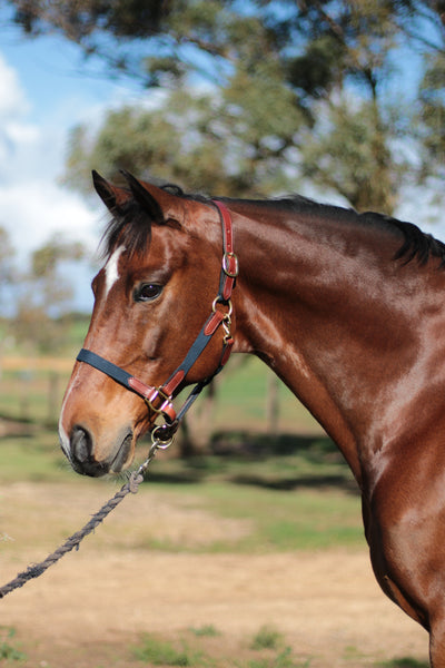 HKM Ann Elastic Belt - That Gorgeous Horse