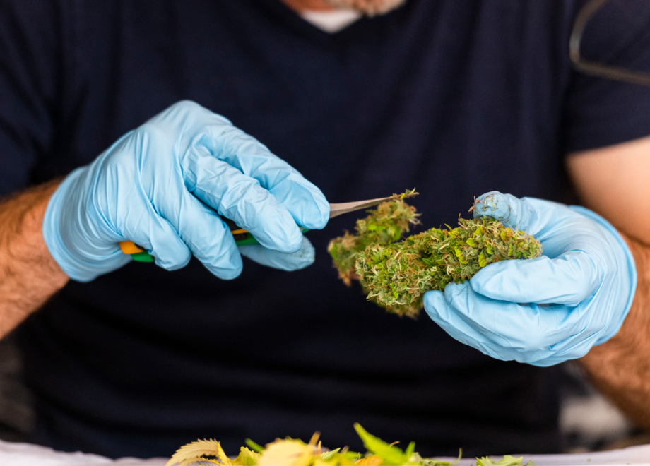 Person trimming cannabis while wearing blue nitrile gloves