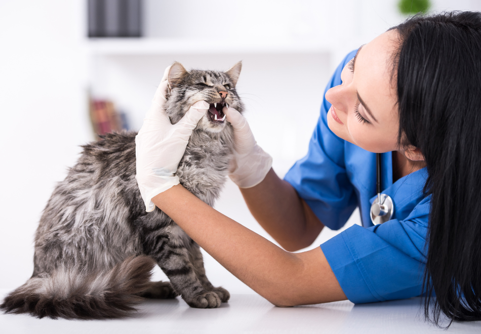 Vet wearing white latex gloves and examining a cat's teeth