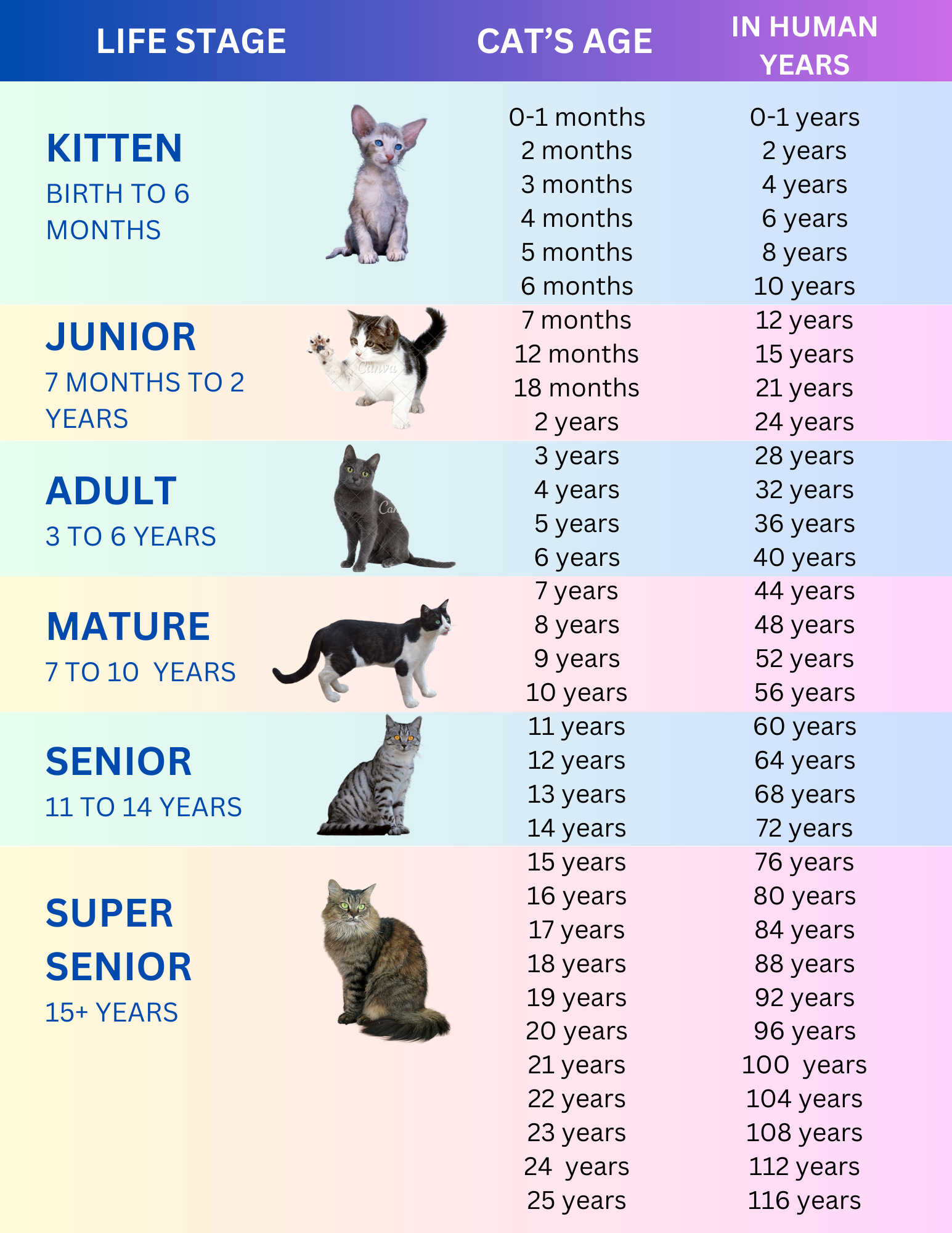 human equivalent of cat age