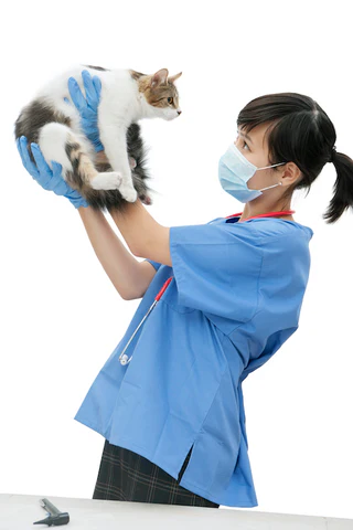 veterinarian holding a cat in the air