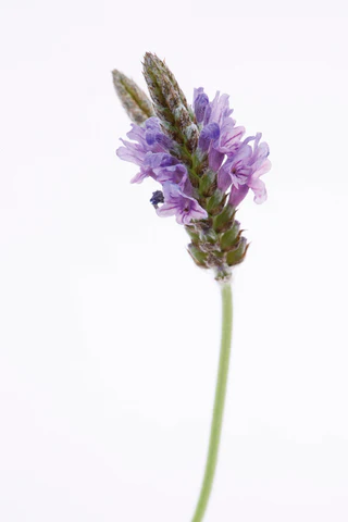 sprig of lavender