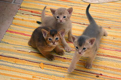 Abyssinian kittens