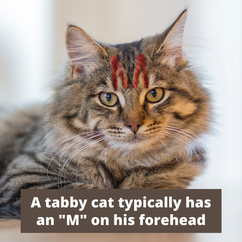A tabby cat has an M on his forehead