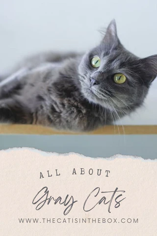 All About Gray Cats Pinterest-friendly pin