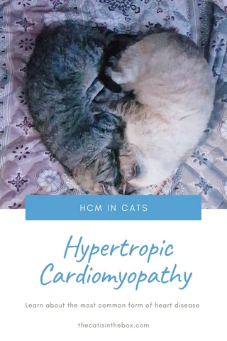 HCM in Cats - Pinterest-friendly pin