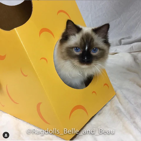 Ragdolls Belle and Beau