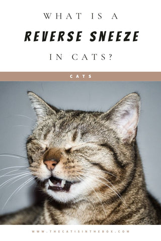 what is a reverse sneeze in cats - pinterest-friendly pin