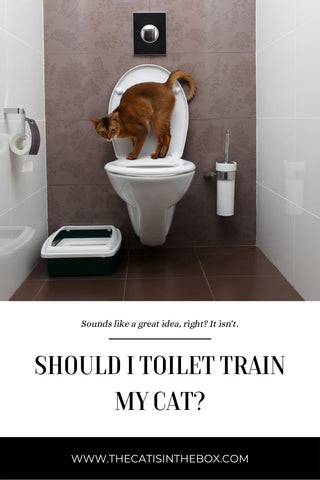 Should I toilet train my cat? Pinterest friendly pin