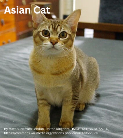 Asian cat