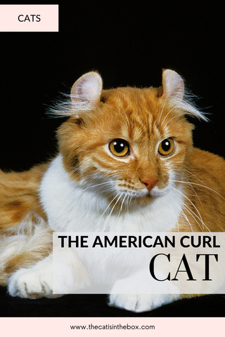 The American Curl - Pinterest friendly pin