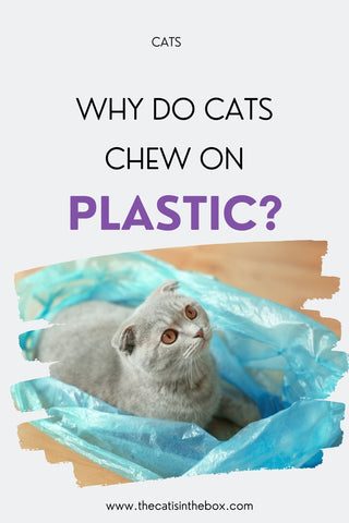 My Cat is Eating Plastic  Why and What to Do About It