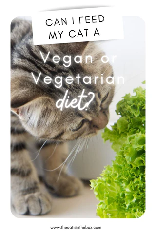 Can I feed my cat a vegan or vegetarian diet - Pinterest-friendly pin