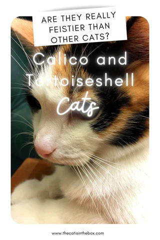 Calico and tortoiseshell cats - Pinterest friendly pin