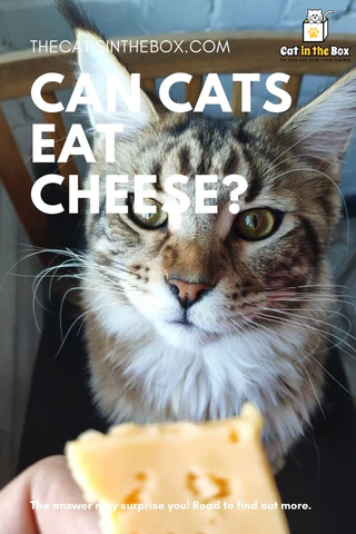 Can cats eat cheese - Pinterest-friendly pin