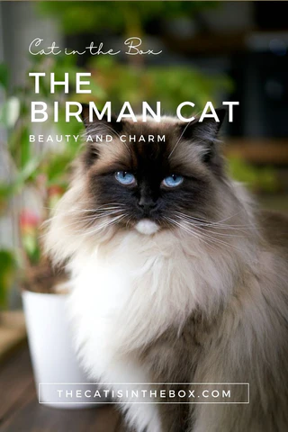 The Birman Cat - Pinterest-friendly pin