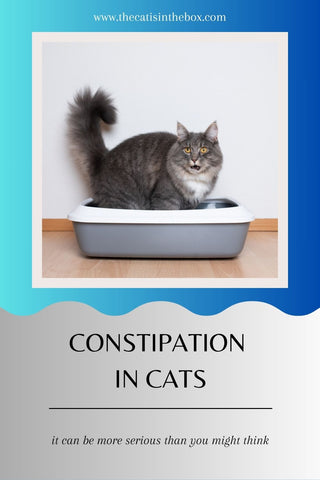 constipation in cats - Pinterest friendly pin