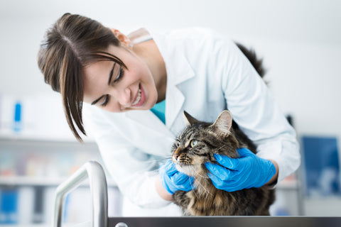 cat with vet