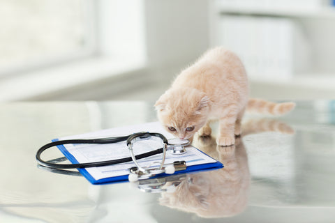 kitten at vet