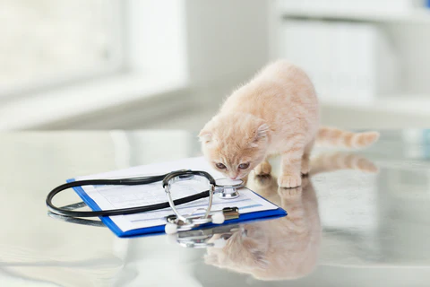 kitten sniffing stethoscope at the vet