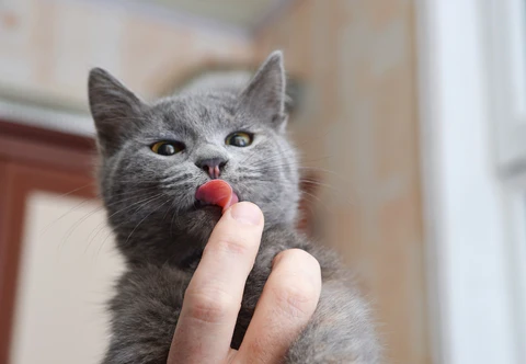 gray cat licking a finger