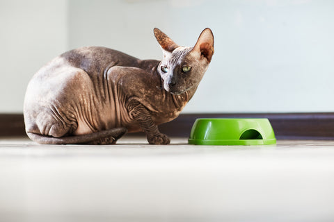 cat pawing at food bowl